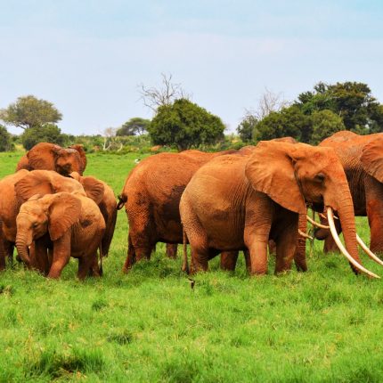 Sample  Amboseli Safari