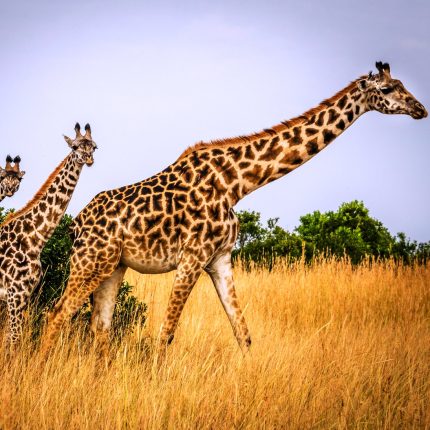 Sample  Samburu Safari